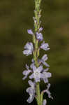 Narrowleaf vervain